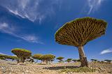 Dragonblood trees (Dracaena Cinnabari), Socotra, Yemen